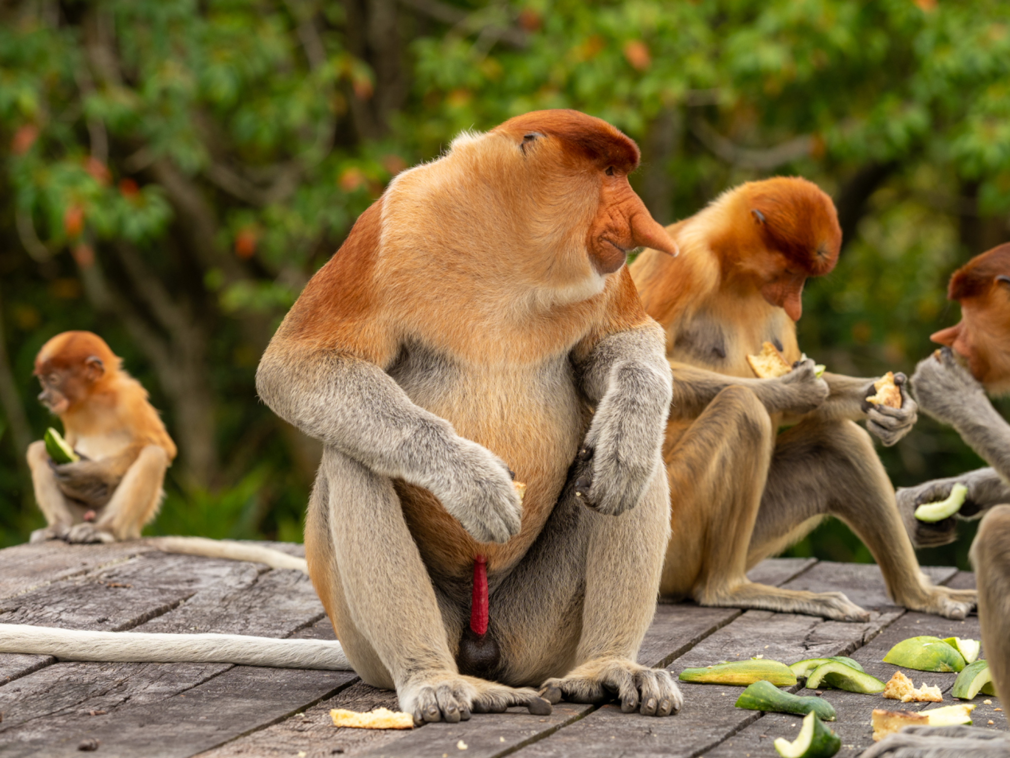 Proboscis Monkey male